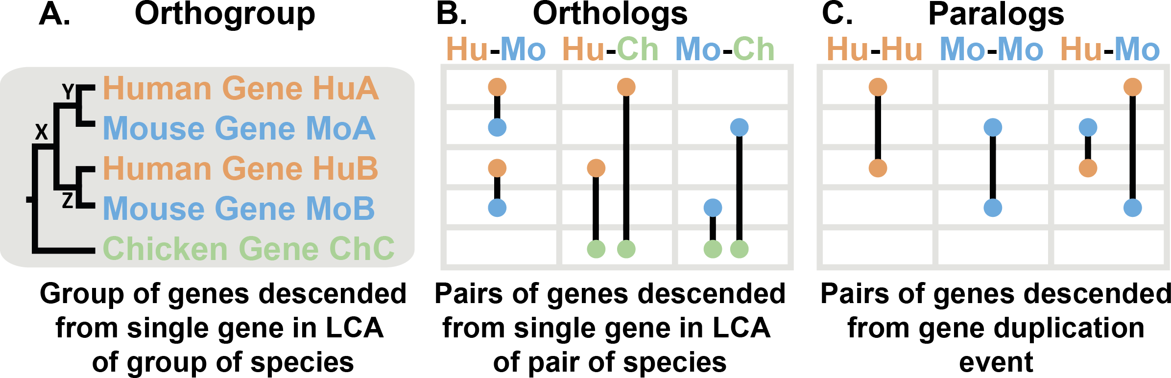 understanding orthology